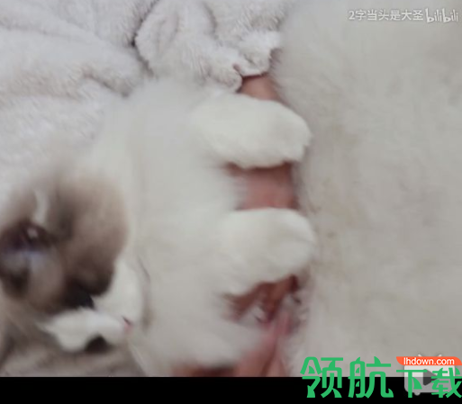 VSODownloader在线视频下载器绿色版