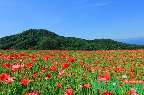 SILKYPIX JPEG Photography 9破解版