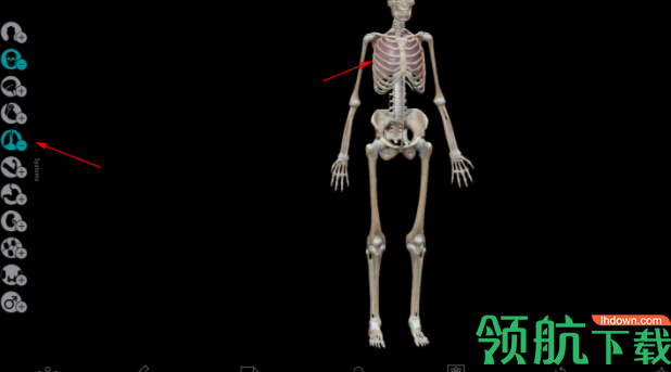 HumanAnatomyAtlas人体解剖模型官方版