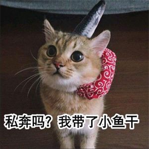 喵星人简史测试版