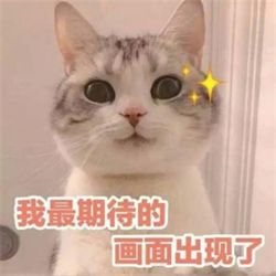 喵星人简史萌新攻略详解!助你开局快人一步!
