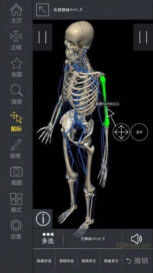 3Dbody解剖学专业版破解