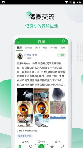 中国信鸽信息网拍卖平台官方App