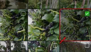 识花君(拍照识别植物)破解版