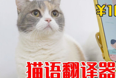 猫语猫咪翻译器2022最新版