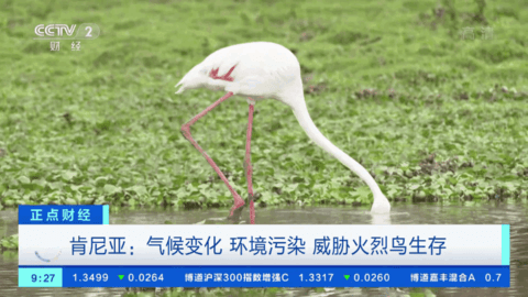 TVBOX内置仓库版