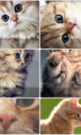 PopCatWallpaper壁纸免费版