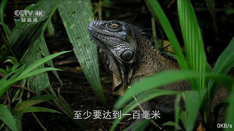 全网通TV盒子版