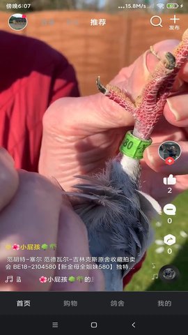 鸽报app最新版