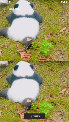 猫咪壁纸免费版