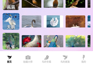 茶杯狐壁纸免费版