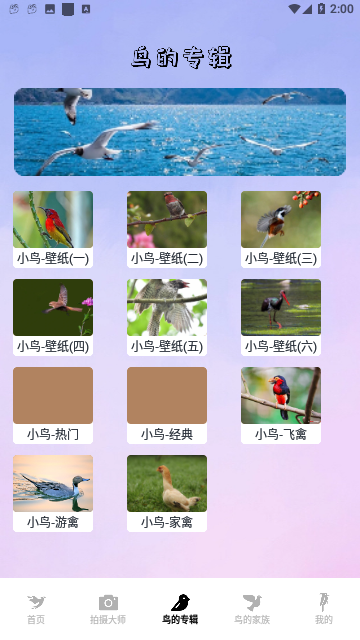 茶杯狐壁纸免费版