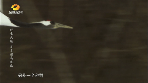 顺溜TV电视版