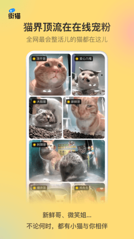 街猫手机版
