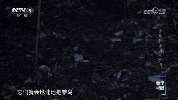 油桃tv最新版本