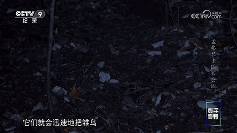 油桃tv最新版本