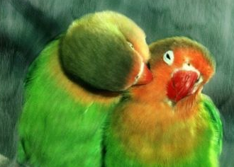 Corel Painter11中文版(附注册机)