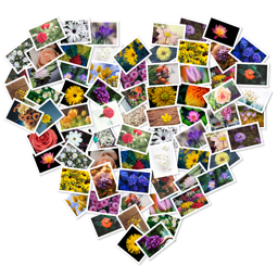 FigrCollage Pro(照片拼接软件)中文版