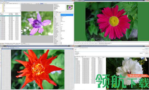 WildBit Viewer Pro破解版「附注册码」