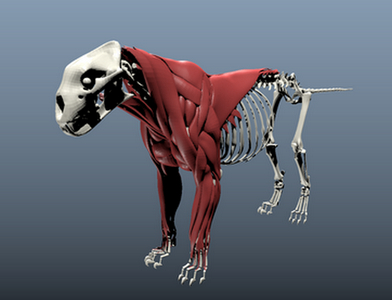 Ziva VFX for maya 2019破解版「附教程」