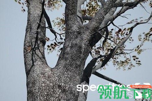 speedtreeGamesIndie建模设计工具绿色版