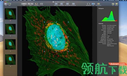 CoLocalizer Pro Mac破解版
