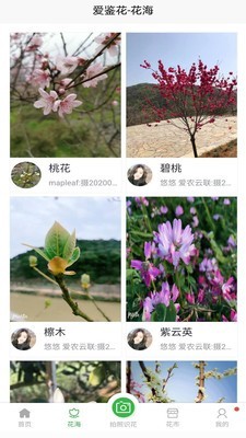 花草鉴别