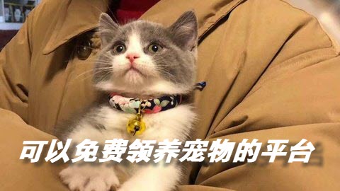 可以免费领养宠物的平台