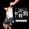 训狗教程(狗狗基本常识)免费版