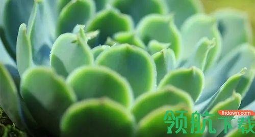 神农百草集植物资讯app