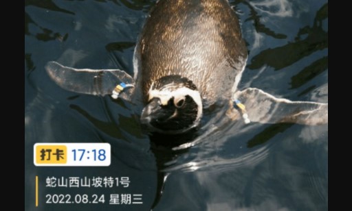 打卡定位相机免费版