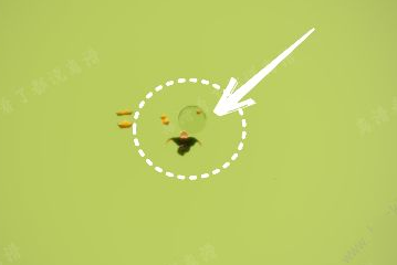 光遇欧若拉季音乐在哪打卡 欧若拉季音乐打卡位置介绍