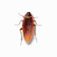 Cockroach on Desktop(桌面蟑螂整人软件)