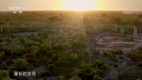 菊花电视2023最新版