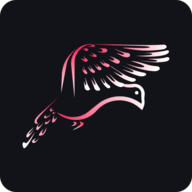 鸽报app最新版