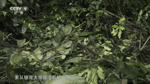 天使影视TV电视盒子app
