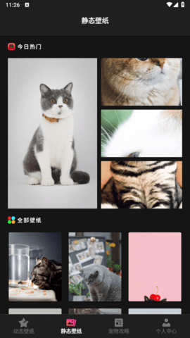 猫咪壁纸免费版