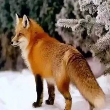 狐狸影视TV电视直播app
