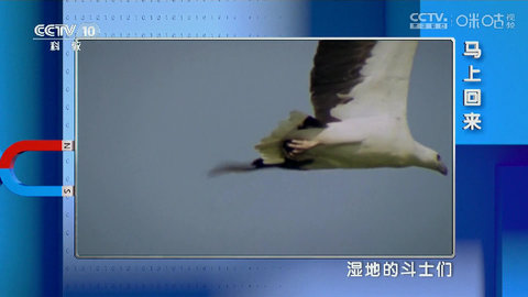 秋风TV电视盒子版