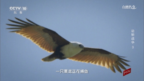 电信TV