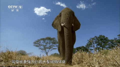 桃鹿直播
