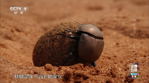 空格TV
