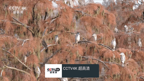 MYTV