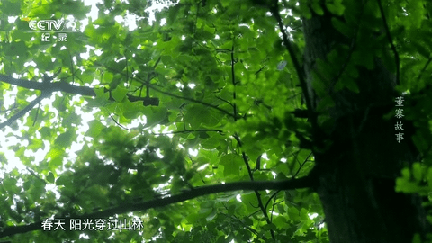 小鱼电视