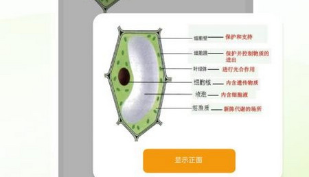 Anymo手机版