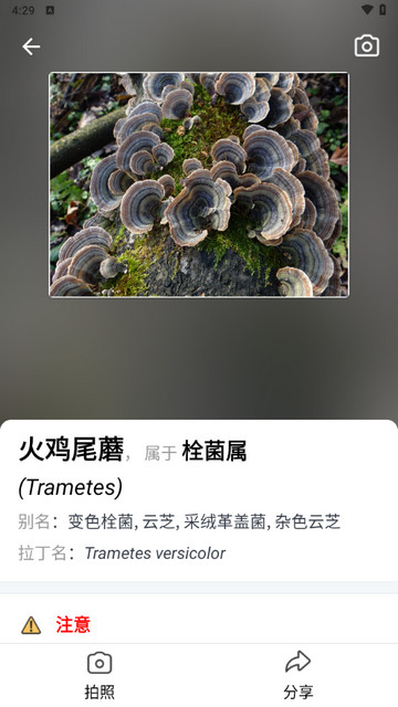 蘑菇识别扫一扫