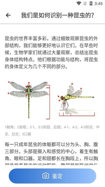 Picture Insect